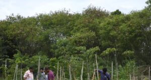 मियावकी वन तकनीक से हरित छत्तीसगढ़ की ओर बढ़ते कदम