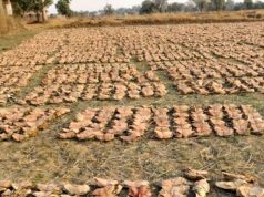 वन है तो जीवन है : वन विभाग की योजनाओं से हजारों परिवारों को मिल रहा सहारा