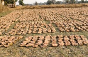 वन है तो जीवन है : वन विभाग की योजनाओं से हजारों परिवारों को मिल रहा सहारा