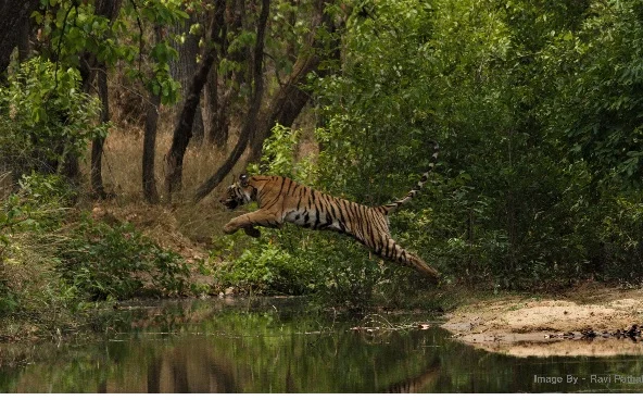 tiger