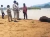 मांड नदी में डूबा हाथी शावक, महीने भर में पांचवीं मौत से बढ़ी चिंता