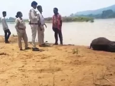 मांड नदी में डूबा हाथी शावक, महीने भर में पांचवीं मौत से बढ़ी चिंता