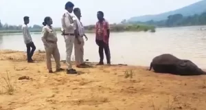 मांड नदी में डूबा हाथी शावक, महीने भर में पांचवीं मौत से बढ़ी चिंता