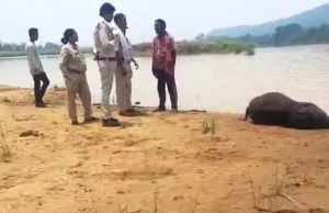 मांड नदी में डूबा हाथी शावक, महीने भर में पांचवीं मौत से बढ़ी चिंता