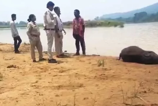 मांड नदी में डूबा हाथी शावक, महीने भर में पांचवीं मौत से बढ़ी चिंता