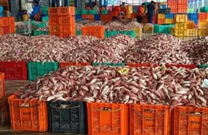 भारत का सीफूड निर्यात ₹73,890 करोड़ के उच्चतम स्तर पर पहुंचा, अमेरिका और चीन बने सबसे बड़े बाजार
