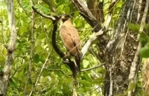 विश्व पर्यावरण दिवस पर जंगल से सामने आया प्रकृति का अनोखा नज़ारा, DFO वरुण जैन ने साझा किया अद्भुत वीडियो