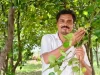 मैनपाट में ‘नाशपाती’ की मिठास, एग्री-टूरिज्म का नया गढ़ बना छत्तीसगढ़ का शिमला मैनपाट
