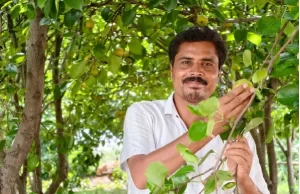 मैनपाट में ‘नाशपाती’ की मिठास, एग्री-टूरिज्म का नया गढ़ बना छत्तीसगढ़ का शिमला मैनपाट