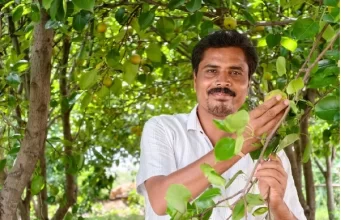 मैनपाट में ‘नाशपाती’ की मिठास, एग्री-टूरिज्म का नया गढ़ बना छत्तीसगढ़ का शिमला मैनपाट