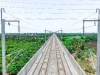 मुंबई–अहमदाबाद बुलेट ट्रेन परियोजना के लिए विद्युतीकरण कार्य ने पकड़ी रफ्तार