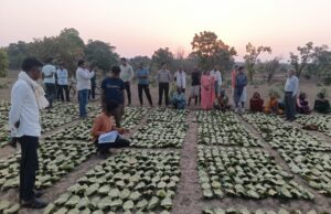 साय सरकार के सुशासन में तेन्दूपत्ता संग्राहकों को मिली आर्थिक मजबूती, 10,160 हितग्राहियों के खातों में पहुँची 1.39 करोड़ रुपये से अधिक की बोनस राशि