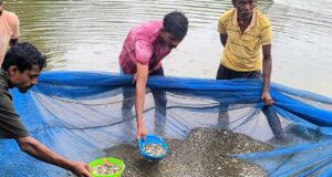 बस्तर की मनकी बघेल ने स्पान संवर्धन योजना से 2 माह में कमाए 15 हजार रुपये