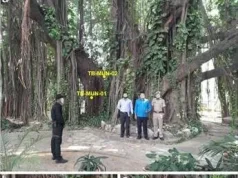 बिहार के मुंगेर में मिला सबसे पुराना और सटीक तिथि वाला बरगद का वृक्ष