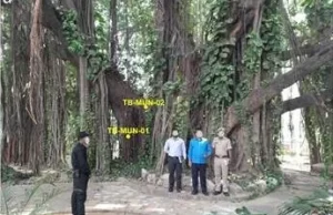 बिहार के मुंगेर में मिला सबसे पुराना और सटीक तिथि वाला बरगद का वृक्ष
