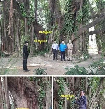 बिहार के मुंगेर में मिला सबसे पुराना और सटीक तिथि वाला बरगद का वृक्ष