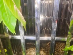 Raipur, August 1, 2026 / A leopard that had been terrorizing Kerabahara village in Chhattisgarh’s Gariaband district… on