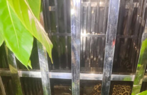 Raipur, August 1, 2026 / A leopard that had been terrorizing Kerabahara village in Chhattisgarh’s Gariaband district… on