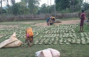 तेन्दूपत्ता संग्रहण की नई पहल से अबुझमाड़ के 22 गांवों को मिला लाभ
