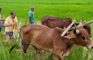 गृहग्राम बगिया में सुबह-सुबह खेत पहुंचे मुख्यमंत्री, बैलों के साथ हल चलाकर की बियासी