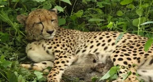 कूनो फिर हुआ गुलजार, मादा चीता केजीपी 12 के परिवार में आए चार नन्हे शावक