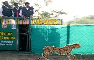 अब अभयारण्य में हुए चार चीतें राधा अष्टमी के उपलक्ष्य में किया मादा चीता का नामकरण राधा