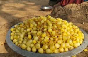 जंगल की महक से बाजार की पहचान तक पहुंचा महुआ