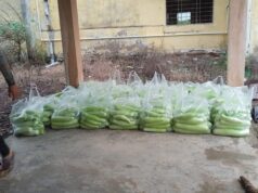बिहान से बदली राह 35 महिला किसानों ने 600 क्विंटल सब्जी उगाकर लिखी सफलता की नई कहानी