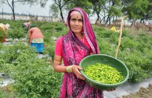 ‘तीखी मिर्च’ से घुली जीवन में मिठास