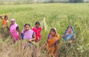 सेवा संकल्प अभियान औषधीय खस की खेती से आत्मनिर्भरता की ओर बढ़ते कदम