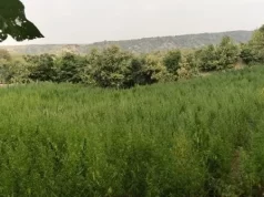 वन्यजीव अभ्यारण्य में 7 एकड़ में अवैध गांजे की खेती, किया नष्ट