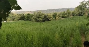 वन्यजीव अभ्यारण्य में 7 एकड़ में अवैध गांजे की खेती, किया नष्ट