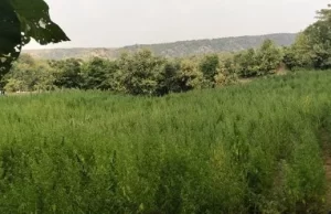 वन्यजीव अभ्यारण्य में 7 एकड़ में अवैध गांजे की खेती, किया नष्ट