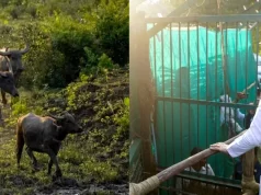 कान्हा टाइगर रिजर्व के सूपखार में सौ साल बाद जंगली भैंसों की वापसी