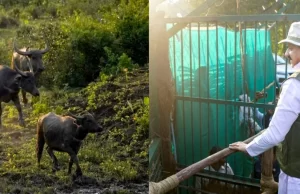 कान्हा टाइगर रिजर्व के सूपखार में सौ साल बाद जंगली भैंसों की वापसी