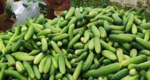 सब्जी खेती और बकरी पालन से बनीं आत्मनिर्भरता की मिसाल
