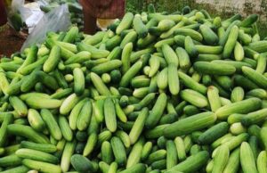 सब्जी खेती और बकरी पालन से बनीं आत्मनिर्भरता की मिसाल