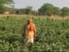 धान से 35 हजार तो ग्राफ्टेड बैंगन की खेती से कमाए 55 हजार रुपये, अन्य किसानों के लिए बने प्रेरणा