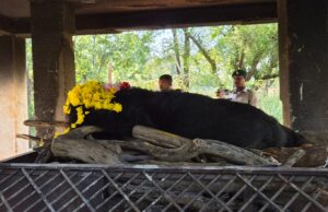 नंदनवन जू एवं जंगल सफारी में 25 वर्षीय मादा हिमालयन भालू ‘फफोरी’ की मौत