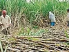 गन्ना किसानों के हित में बड़ा निर्णय: अब 425 रुपए प्रति क्विंटल की दर से होगी गन्ने की खरीदी