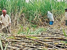 गन्ना किसानों के हित में बड़ा निर्णय: अब 425 रुपए प्रति क्विंटल की दर से होगी गन्ने की खरीदी