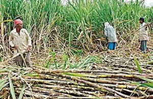 गन्ना किसानों के हित में बड़ा निर्णय: अब 425 रुपए प्रति क्विंटल की दर से होगी गन्ने की खरीदी